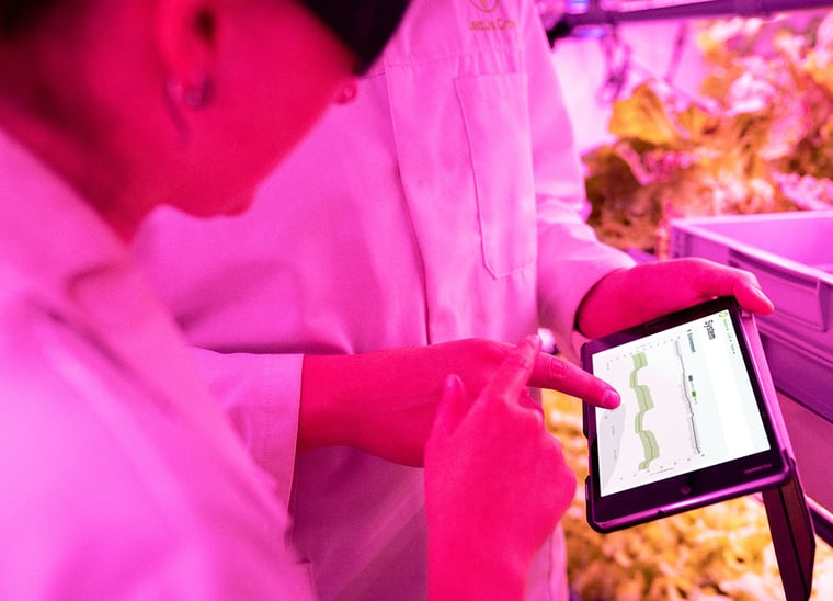 industrialauto pink light in greenhouse