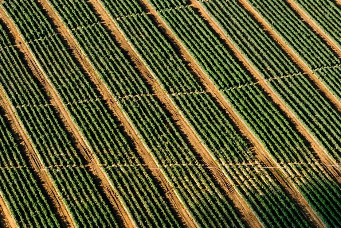 dev_agriculture